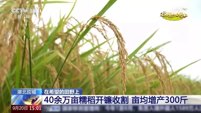 央视聚焦！9888拉斯维加斯这台“收稻神器”刷屏湖北田野